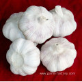 Jinxiang fresh garlic-suply all the year